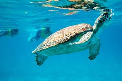 Create Listing: National Park Snorkeling Excursion - 2 Locations - 3.5hrs